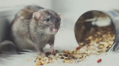 Ce poate și ce nu poate da un șobolan